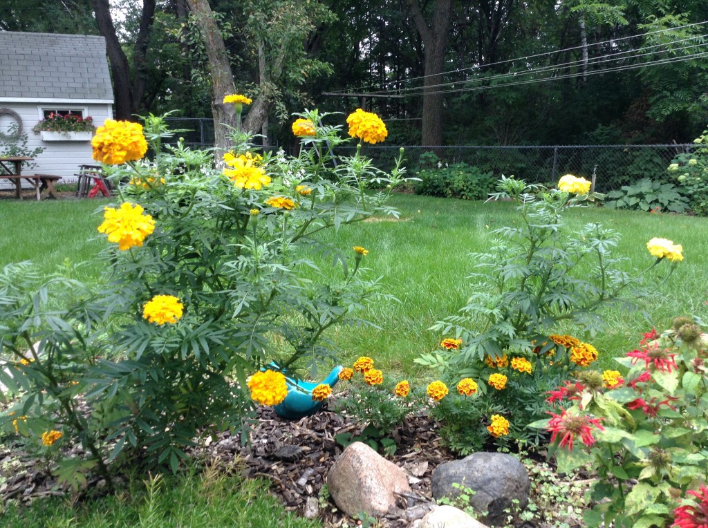 marigolds