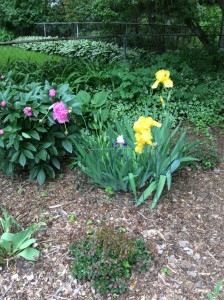 Current bloomers that are providing enjoyment.