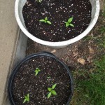 Peppers growing in pots