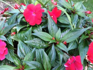 impatiens