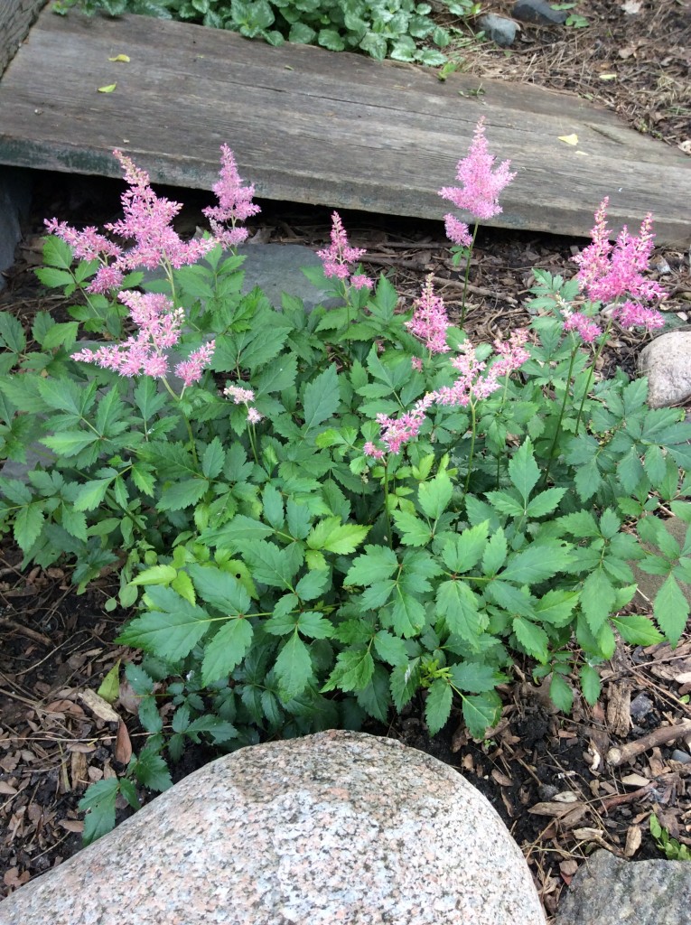 astilbe